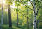 découvrez tout sur betula tanakae, un bouleau rare et élégant, ses caractéristiques, son entretien et comment l'intégrer dans votre jardin.