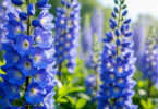découvrez comment réussir la culture des delphiniums, aussi appelés pieds-d'alouette, et profiter de leurs magnifiques grands épis bleus dans votre jardin.