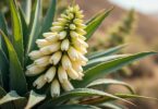 découvrez le yucca et ses fleurs uniques en forme de y. plongez dans l'univers fascinant de cette plante résistante et ornementale.