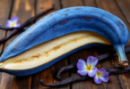 découvrez l'insolite banane bleue au goût de vanille : origine, caractéristiques, et secrets de ce fruit rare et surprenant.
