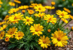découvrez coreopsis, les fleurs solaires idéales pour un jardin coloré et sans entretien. faciles à cultiver, elles apportent éclat et gaieté toute la saison.