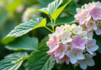 découvrez l'hydrangea quercifolia, l'hortensia à feuilles de chêne, une plante ornementale aux feuilles uniques et aux fleurs magnifiques, idéale pour sublimer votre jardin.