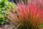 découvrez l'imperata red baron, une graminée colorée qui apporte une touche de rouge éclatant à votre jardin pour un décor vibrant et original.