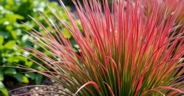 découvrez l'imperata red baron, une graminée colorée qui apporte une touche de rouge éclatant à votre jardin pour un décor vibrant et original.