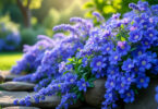 découvrez la lobelia, plante idéale pour des cascades de fleurs d'un bleu intense, apportant couleur et fraîcheur à vos jardins et balcons.