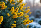 découvrez le mahonia, un arbuste piquant idéal pour égayer votre jardin en hiver avec ses fleurs jaune d'or éclatantes et son feuillage persistant.